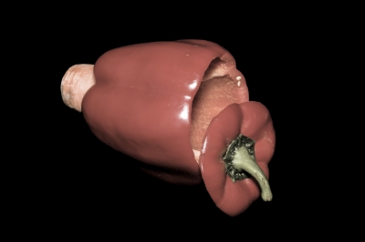 Ophicl�ide_Magasin_musique_R�paration_instruments_vent_Mulhouse_Vienna_Vegetable_Orchestra